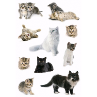 Katten stickers   3x vellen 16 x 9 cm   stickervel   poezen   hobby   kinderstickers