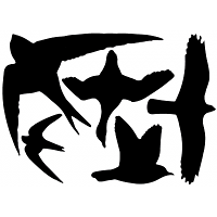 Raamstickers vogels   5x st   zwart   vogel silhouet stickers   tuinvogel raamdecoratie