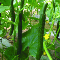 Organic Sweet Fruits Gherkin Pickling Vegetables 50pcs Cucumber Seeds