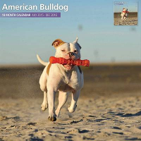 Over Dieren Kalender 2016 American Bulldog Traditional #95;_30x30 Cm