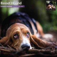 Over Dieren Kalender 2016 Basset Hound Traditional #95;_30x30 Cm