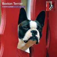Over Dieren Kalender 2016 Boston Terrier Traditional #95;_30x30 Cm