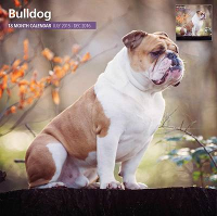 Over Dieren Kalender 2016 Bulldog Traditional #95;_30x30 Cm
