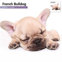 Over Dieren Kalender 2016 French Bulldog Modern #95;_30x30 Cm