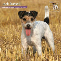Over Dieren Kalender 2016 Jack Russell Traditional #95;_30x30 Cm