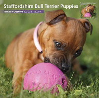 Over Dieren Kalender 2016 Staffordshire Bull Terrier Puppies Traditional #95;_30x30 Cm