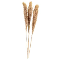 Pampas pluim Vinz 3 stuks   wit   115 cm   Leen Bakker