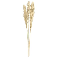 Pampas pluim Vinz 3 stuks   brons   115 cm   Leen Bakker