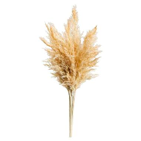 Pampas pluim Vinz   naturel   75 cm   Leen Bakker