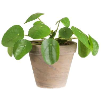 Pannenkoekplant in basalt pot