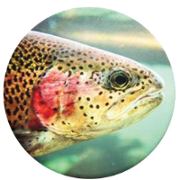 Trout Head