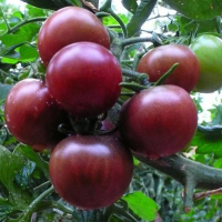 Purple Pearl Tomato Seed High Sugar Balcony Courtyard Seed