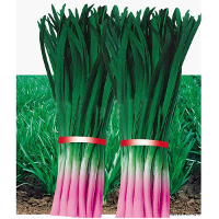 Purple Root Leek Heirloom Organic Flavor Vegetable Fruit 100 Seeds