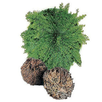 Resurrection Plants Hydrophile Jericho Rose Plant