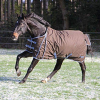Staldeken Rugbe Grijs #95;_Staldeken Rugbe Grijs/paars | 145 195cm