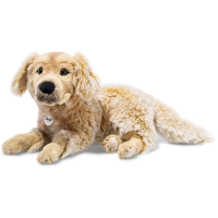 Golden retriever Andor