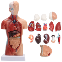 STEM Human Torso Body Anatomy Model Heart Brain Skeleton School Educatief
