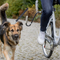 Fietsbeugel U  vorm voor de hond Per stuk