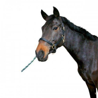 Veulenhalster Leder #95;_Veulenhalster Leder Zwart