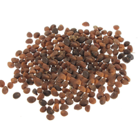 Water Spinach Vegetable Bulk Seeds