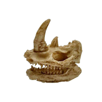 Yani Aquarium Decoratie Exotische Omgevingen Schedel Aquarium Ornament Vis Tank Decor Small Grootte