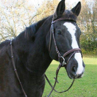 Zweeds Hoofdstel Exclusiv Bruin Leder #95;_Zweeds Hoofdstel Exclusiv Bruin Leder Pony
