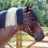 Zweeds Hoofdstel Exclusiv Bruin Leder #95;_Zweeds Hoofdstel Exclusiv Bruin Leder Volbloed