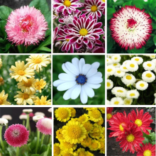 100 Pcs Beautiful Small Daisy Seeds Bonsai Flowers