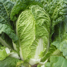 100Pcs Chinese Cabbage Seeds Garden Organic Vegetable Seed