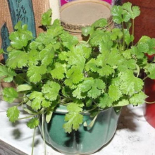 100Pcs Vanilla Parsley Coriander Seeds Garden Vegetable Seeds