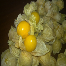 200Pcs Plantern Physalis Peruviana Ground Cherry Seeds