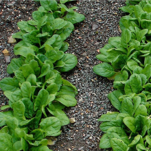 300Pcs Organic Spinach Seeds Salad Leaves Vegetable