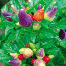 Colorful Ornamental Pepper Seed Vegetable Plant Seed