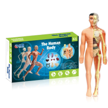 Mijn Hummeltje Human Anatomy – Leren & Ontdekken – Menselijk Lichaam Model Kit Translucent volledig anatomiemodel | Educatief Speelgoed