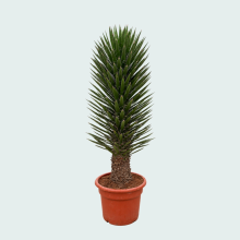 Yucca Filifera Australis   180 cm
