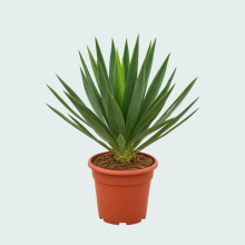 Yucca Gloriosa 'Lone Star'   70 cm