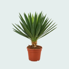 Yucca Gloriosa 'Lone Star'   90 cm