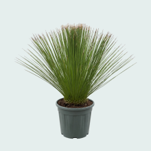 Dasylirion Longissimum   110 cm
