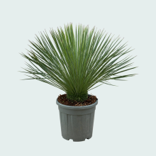 Yucca Linearifolia   90 cm