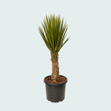 Yucca Filifera Australis   170 cm