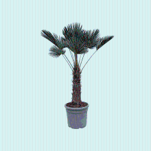 As   Schwabe Trachycarpus Wagnerianus   150cm