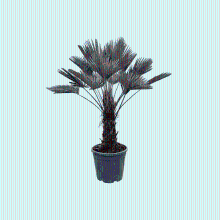 Trachycarpus Wagnerianus   130cm