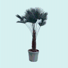 As   Schwabe Trachycarpus Wagnerianus   180cm