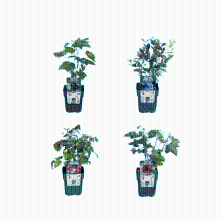 Combi deal   Vruchtenparadijs (4x bio fruitplanten mix)   25cm
