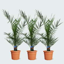 Combideal   3x Phoenix Canariensis   80cm