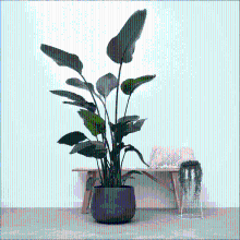 Strelitzia Nicolai   170cm