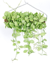Hangplant Dischidia Geri