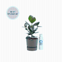 Ogreen Champ inclusief pot Forest