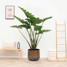 Alocasia Portodora   200cm