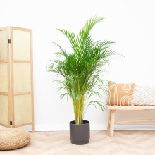 Dypsis Lutescens (Areca palm)   160cm